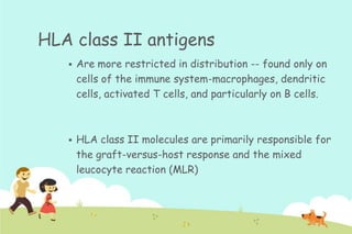 HLA class II antigens


Are more restricted in distribution -- found only on
cells of the immune system-macrophages, dendritic
cells, activated T cells, and particularly on B cells.



HLA class II molecules are primarily responsible for
the graft-versus-host response and the mixed
leucocyte reaction (MLR)

 