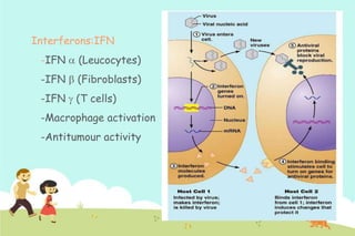 Interferons:IFN
-IFN

(Leucocytes)

-IFN

(Fibroblasts)

-IFN

(T cells)

-Macrophage activation

-Antitumour activity

 
