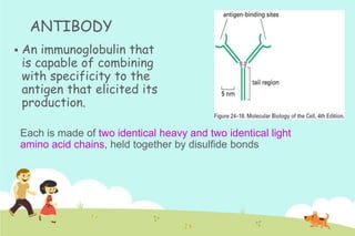 ANTIBODY


An immunoglobulin that
is capable of combining
with specificity to the
antigen that elicited its
production.
Each is made of two identical heavy and two identical light
amino acid chains, held together by disulfide bonds

 