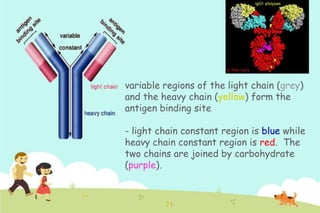 variable regions of the light chain (grey)
and the heavy chain (yellow) form the
antigen binding site
- light chain constant region is blue while
heavy chain constant region is red. The
two chains are joined by carbohydrate
(purple).

 