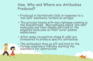 How, Why and Where are Antibodies
Produced?


Produced in Vertebrate Cells in response to a
„non-self‟ substance termed an antigen.



The process begins with macrophages roaming in
the bloodstream. Macrophages engulf „non-self‟
molecules and then display portions of the
engulfed molecules on their outer plasma
membranes.



After many recognition steps B-cells are
stimulated to produce specific antibodies.



The antibodies then go off and bind to the
foreign substance thereby marking the
substance for destruction.

 