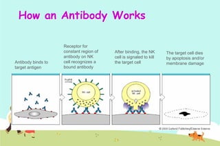 How an Antibody Works

Antibody binds to
target antigen

Receptor for
constant region of
antibody on NK
cell recognizes a
bound antibody

After binding, the NK
cell is signaled to kill
the target cell

The target cell dies
by apoptosis and/or
membrane damage

 