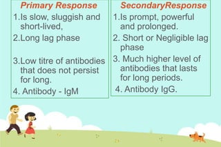Primary Response
1.Is slow, sluggish and
short-lived,
2.Long lag phase

SecondaryResponse
1.Is prompt, powerful
and prolonged.
2. Short or Negligible lag
phase
3.Low titre of antibodies 3. Much higher level of
antibodies that lasts
that does not persist
for long periods.
for long.
4. Antibody IgG.
4. Antibody - IgM

 