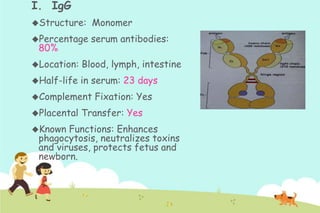 I. IgG
Structure:

Monomer

Percentage

serum antibodies:

80%

Location:

Blood, lymph, intestine

Half-life

in serum: 23 days

Complement
Placental

Known

Fixation: Yes

Transfer: Yes

Functions: Enhances
phagocytosis, neutralizes toxins
and viruses, protects fetus and
newborn.

 