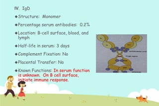 IV. IgD
 Structure:

Monomer

 Percentage

serum antibodies: 0.2%

 Location:

B-cell surface, blood, and

 Half-life

in serum: 3 days

lymph

 Complement

 Placental
 Known

Fixation: No

Transfer: No

Functions: In serum function
is unknown. On B cell surface,
initiate immune response.

 