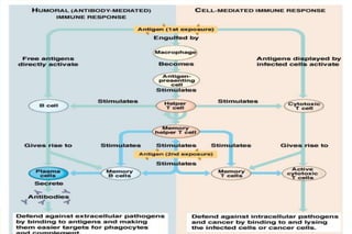 Overview of the Immune Response

 