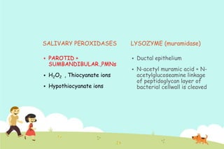 SALIVARY PEROXIDASES


PAROTID +
SUMBANDIBULAR.,PMNs



H2O2 , Thiocyanate ions



Hypothiocyanate ions

LYSOZYME (muramidase)


Ductal epithelium



N-acetyl muramic acid + Nacetylglucoseamine linkage
of peptidoglycan layer of
bacterial cellwall is cleaved

 