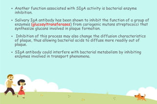

Another function associated with SIgA activity is bacterial enzyme
inhibition.



Salivary IgA antibody has been shown to inhibit the function of a group of
enzymes (glucosyltransferases) from cariogenic mutans streptococci that
synthesize glucans involved in plaque formation.



Inhibition of this process may also change the diffusion characteristics
of plaque, thus allowing bacterial acids to diffuse more readily out of
plaque.



SIgA antibody could interfere with bacterial metabolism by inhibiting
enzymes involved in transport phenomena.

 
