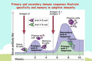 Primary and secondary immune responses illustrate
specificity and memory in adaptive immunity

 