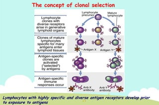 The concept of clonal selection

Lymphocytes with highly specific and diverse antigen receptors develop prior
to exposure to antigens

 