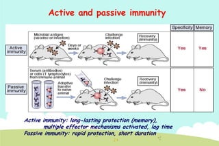 Active and passive immunity

Active immunity: long-lasting protection (memory),
multiple effector mechanisms activated, lag time
Passive immunity: rapid protection, short duration

 