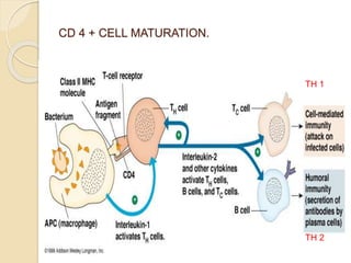 Immunology | PPTX