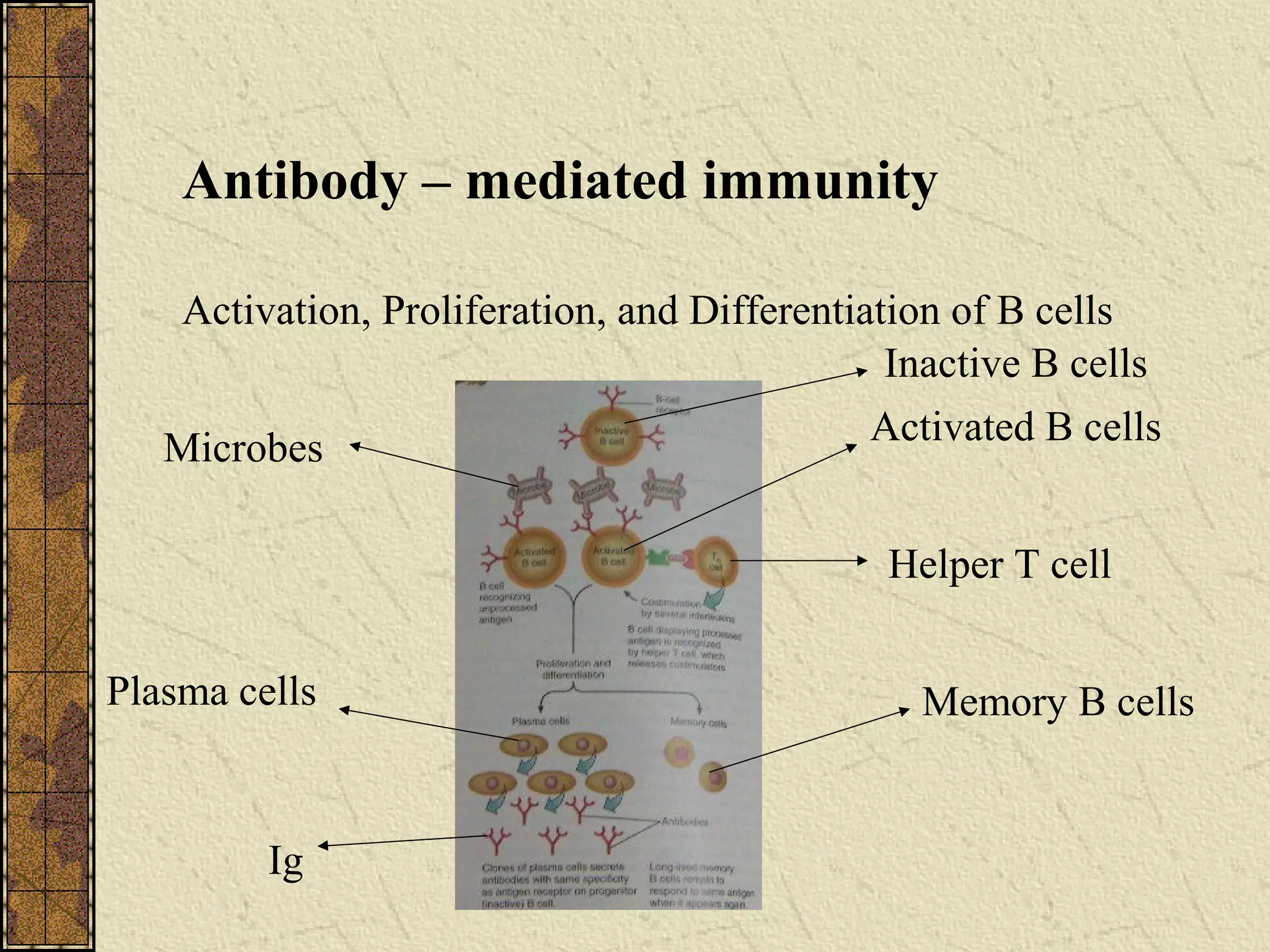 Antibody – mediated immunity
Activation, Proliferation, and Differentiation of B cells
Inactive B cells
Activated B cells
Helper T cell
Memory B cells
Ig
Plasma cells
Microbes
 