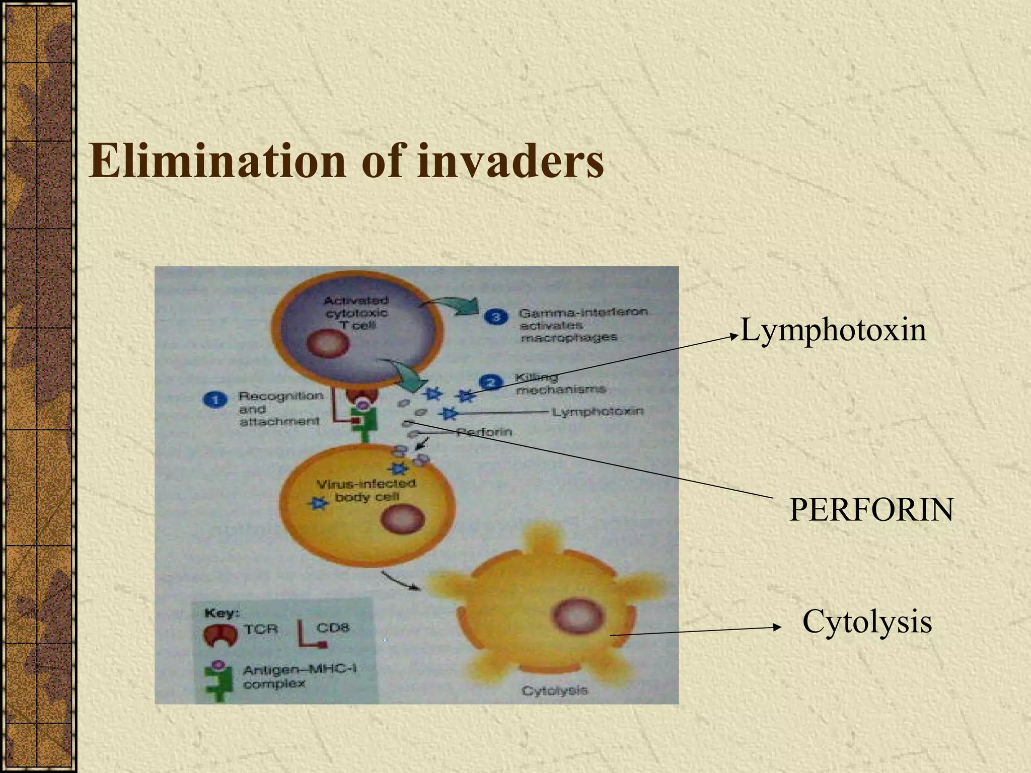Elimination of invaders
Lymphotoxin
PERFORIN
Cytolysis
 