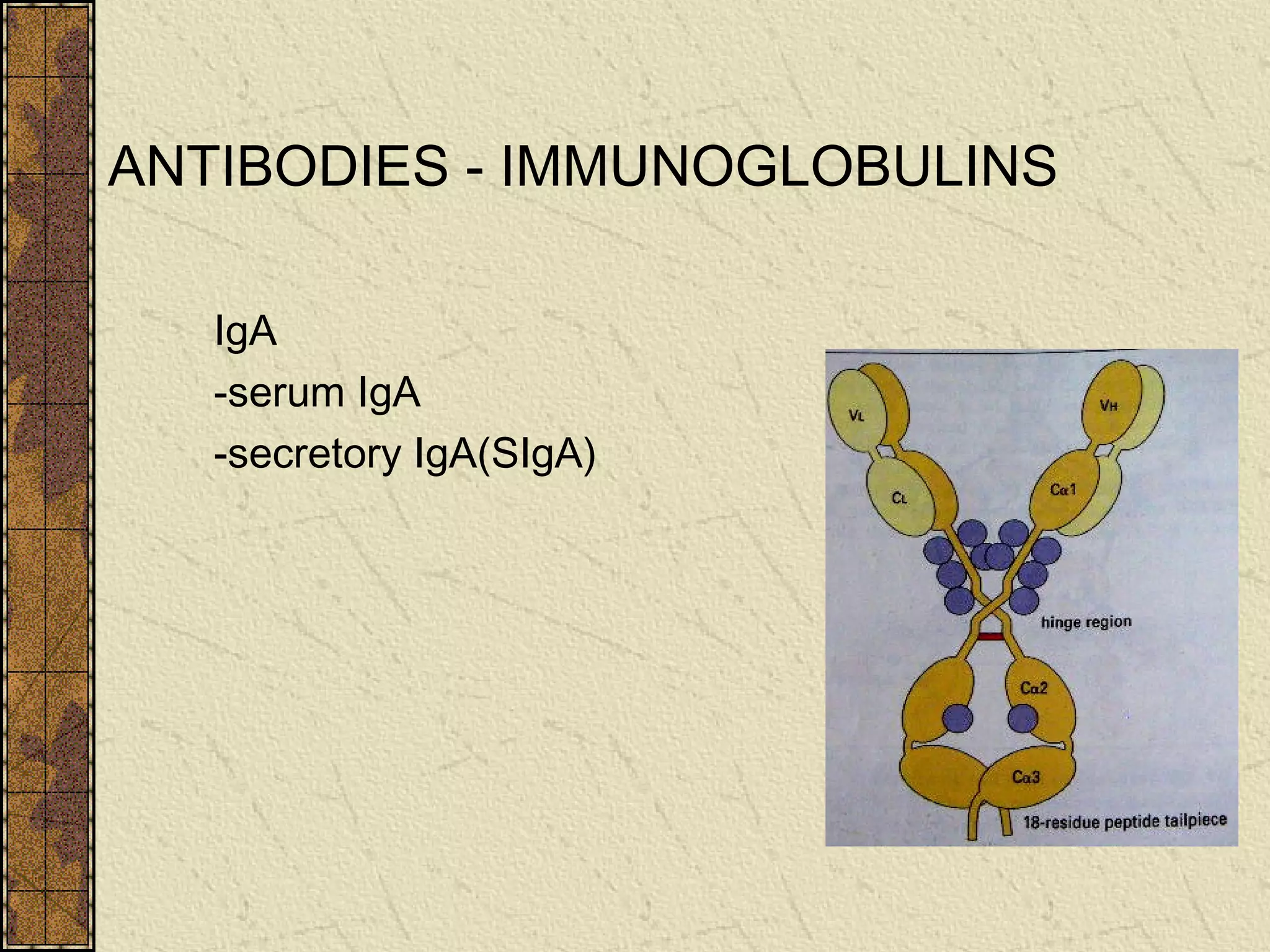 ANTIBODIES - IMMUNOGLOBULINS
IgA
-serum IgA
-secretory IgA(SIgA)
 