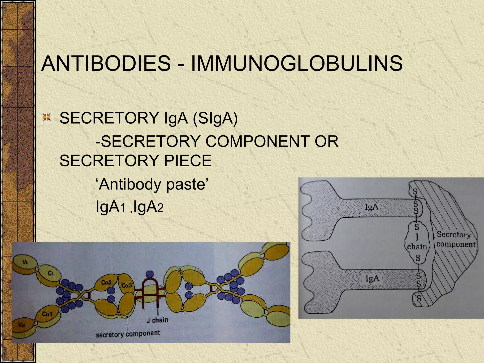 ANTIBODIES - IMMUNOGLOBULINS
SECRETORY IgA (SIgA)
-SECRETORY COMPONENT OR
SECRETORY PIECE
‘Antibody paste’
IgA1 ,IgA2
 