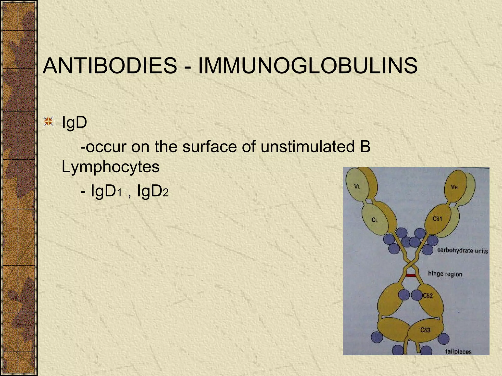 ANTIBODIES - IMMUNOGLOBULINS
IgD
-occur on the surface of unstimulated B
Lymphocytes
- IgD1 , IgD2
 