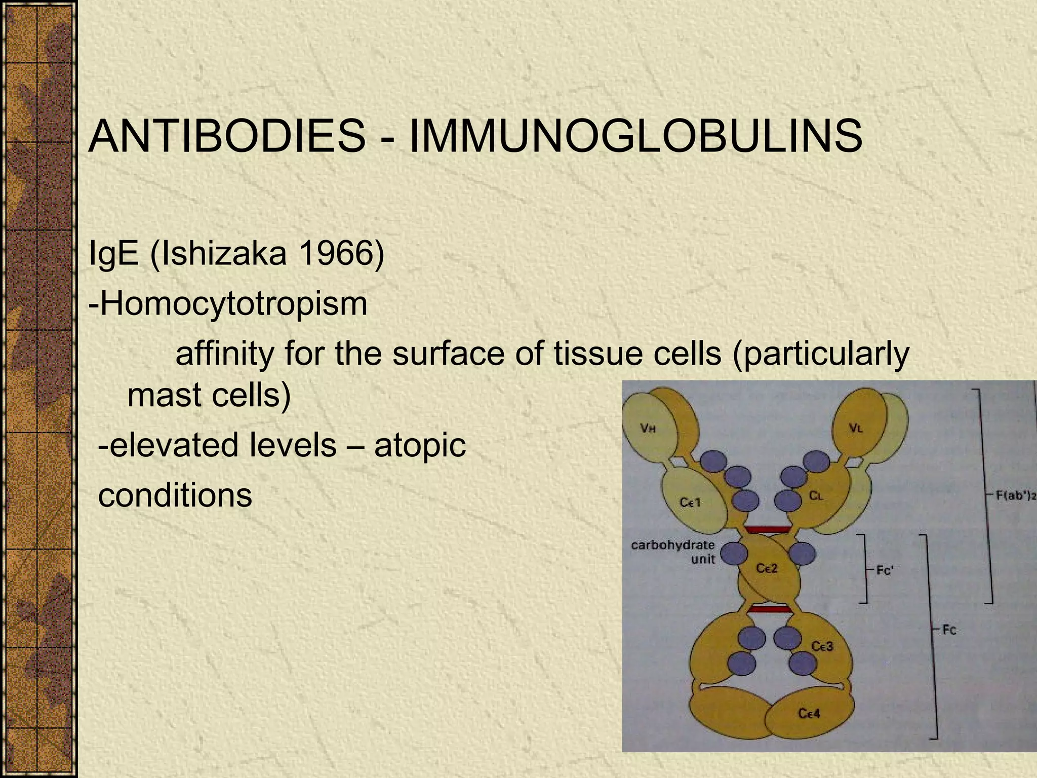 ANTIBODIES - IMMUNOGLOBULINS
IgE (Ishizaka 1966)
-Homocytotropism
affinity for the surface of tissue cells (particularly
mast cells)
-elevated levels – atopic
conditions
 