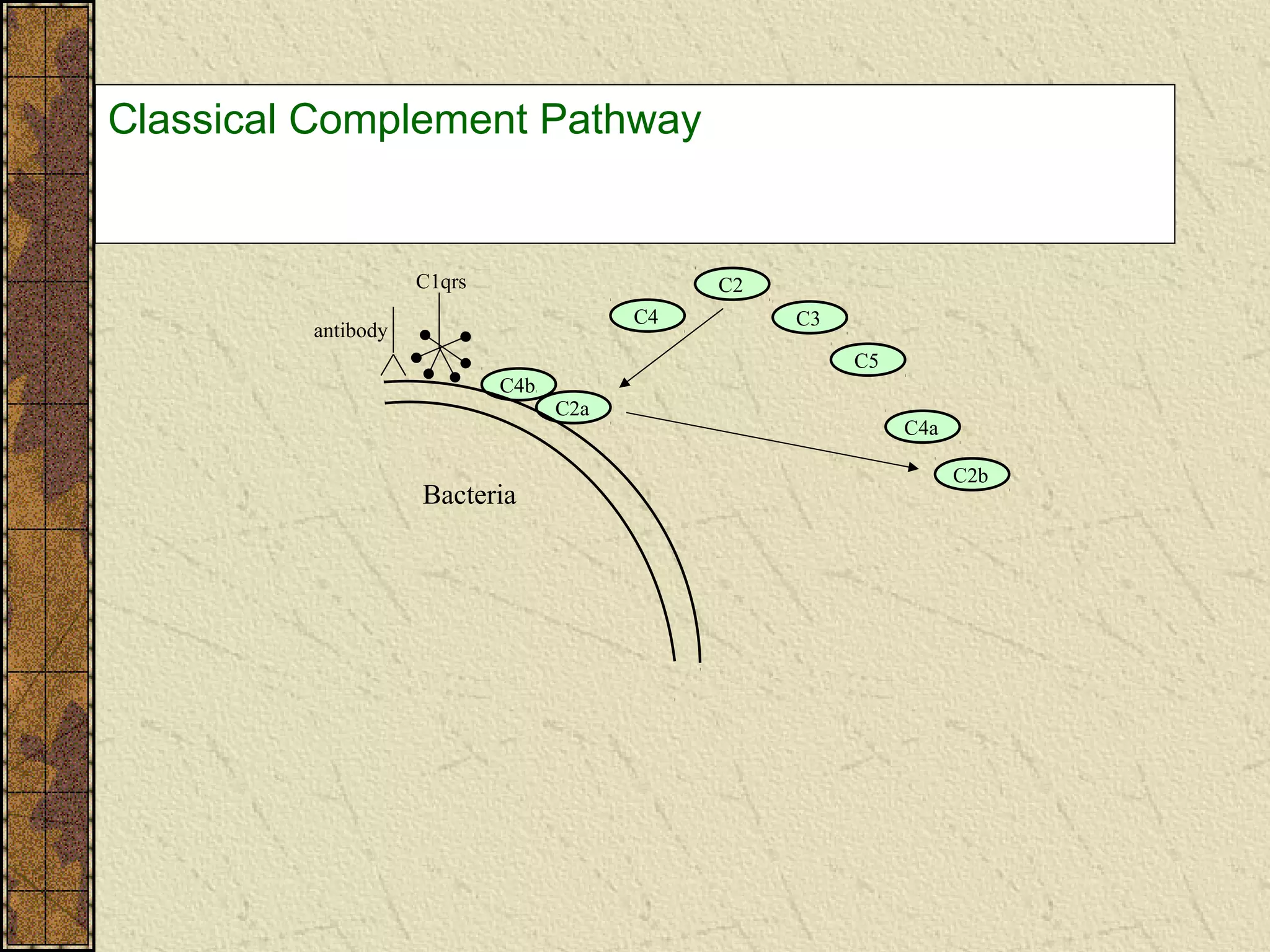 Classical Complement Pathway
C4
C2
C3
C5
C4b
C4a
C2a
C2b
C1qrs
Bacteria
antibody
 