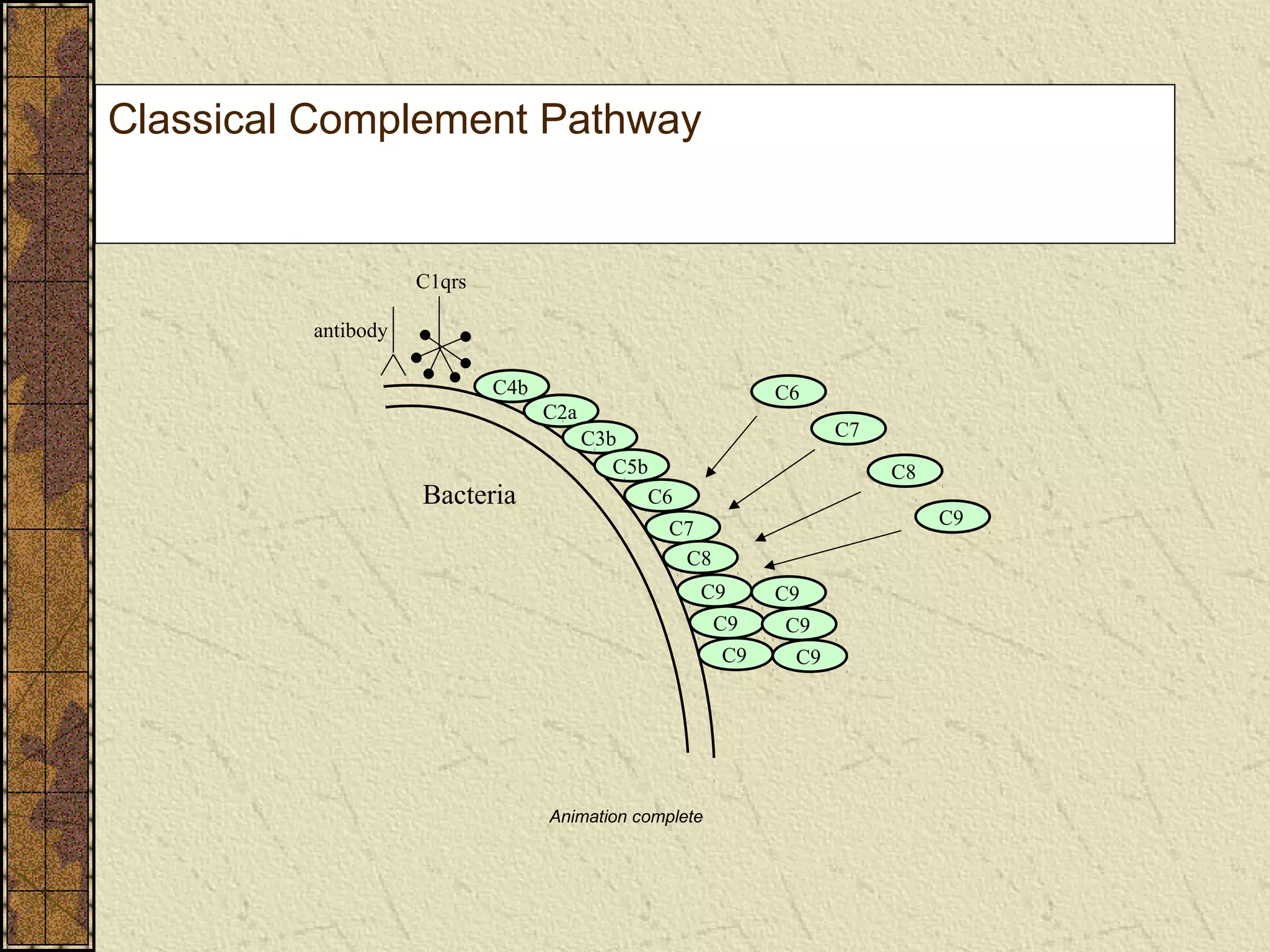 Classical Complement Pathway
Bacteria
C6
C7
C8
C9
C1qrs
C4b
C2a
C3b
C5b
C6
C7
C8
C9
C9
C9
C9
C9
C9
Animation complete
antibody
 