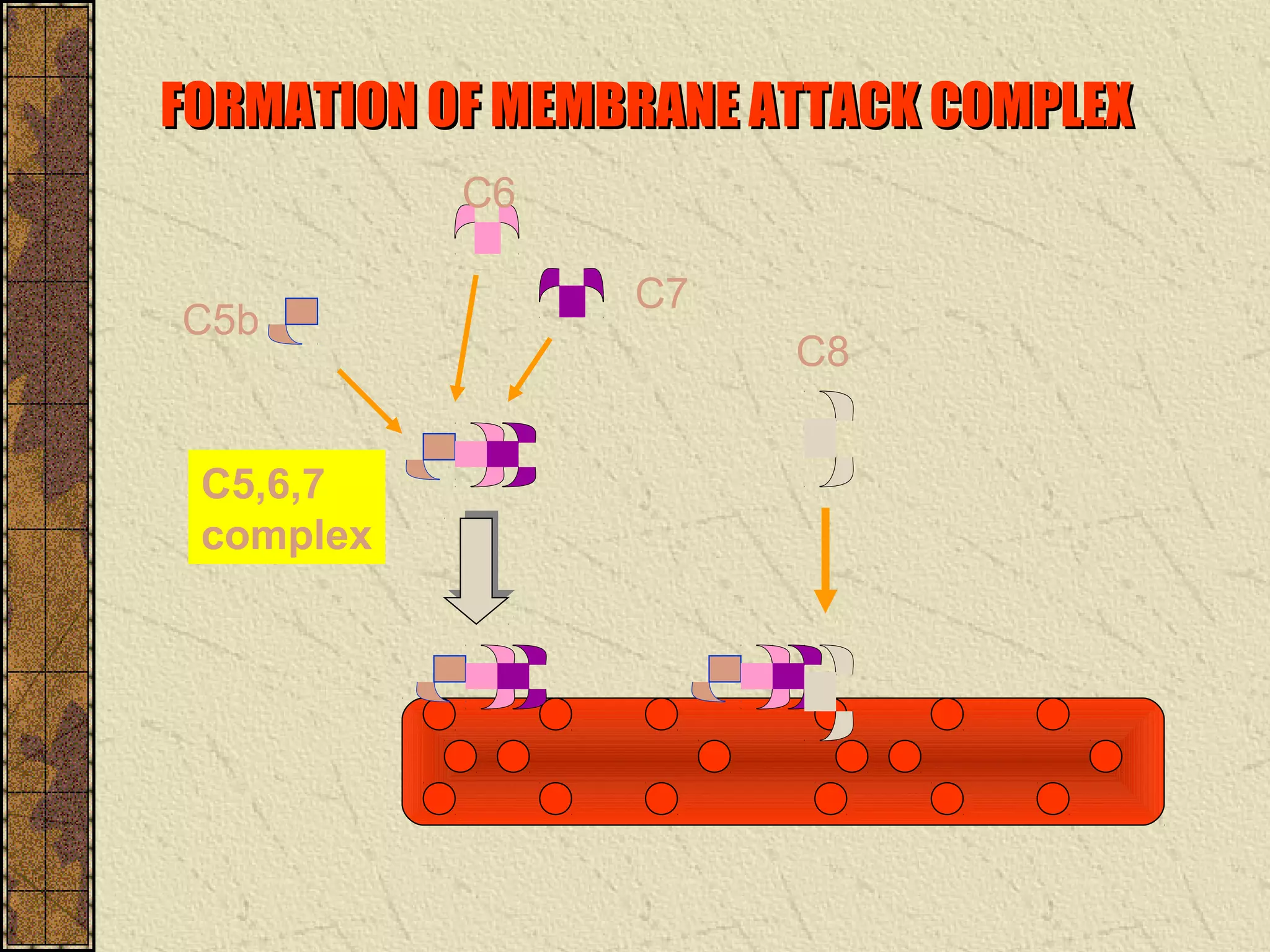 FORMATION OF MEMBRANE ATTACK COMPLEXFORMATION OF MEMBRANE ATTACK COMPLEX
C5b
C6
C7
C8
C5,6,7
complex
 