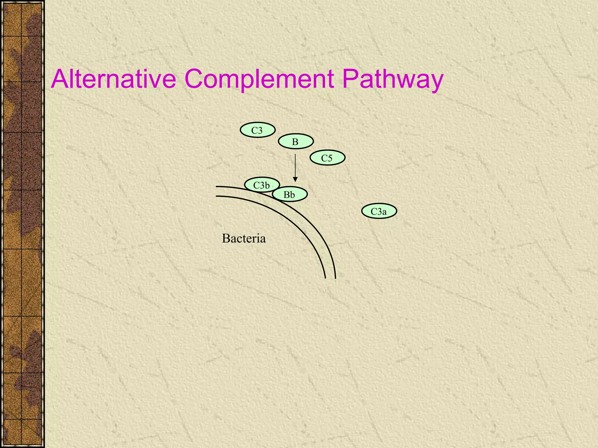 Bacteria
B
C5
C3b
C3
C3a
Bb
Alternative Complement Pathway
 