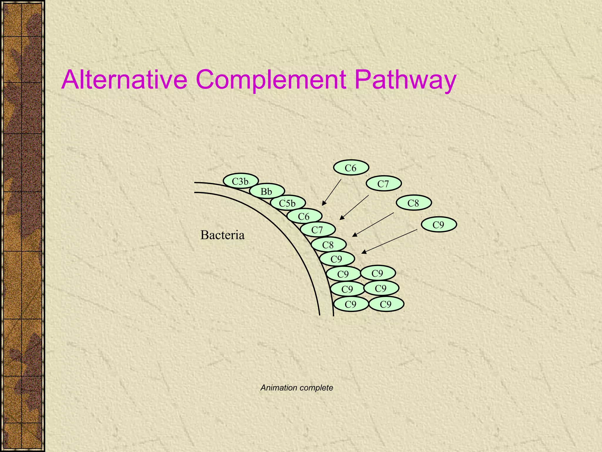 Bacteria
C5b
C3b
Bb
C6
C7
C8
C9
C6
C7
C8
C9
C9
C9
C9
C9
C9
C9
Animation complete
Alternative Complement Pathway
 