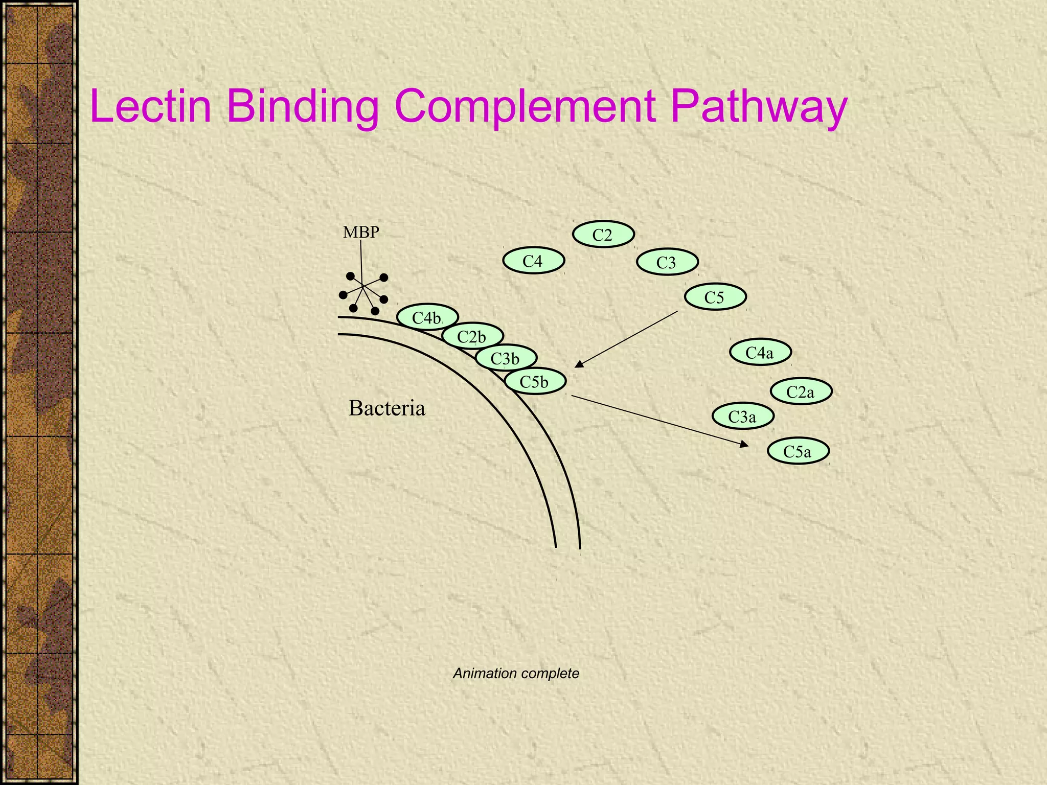 Bacteria
C4
C2
C3
C5
MBP
C4b
C4a
C2b
C2a
C3b
C3a
C5b
C5a
Animation complete
Lectin Binding Complement Pathway
 