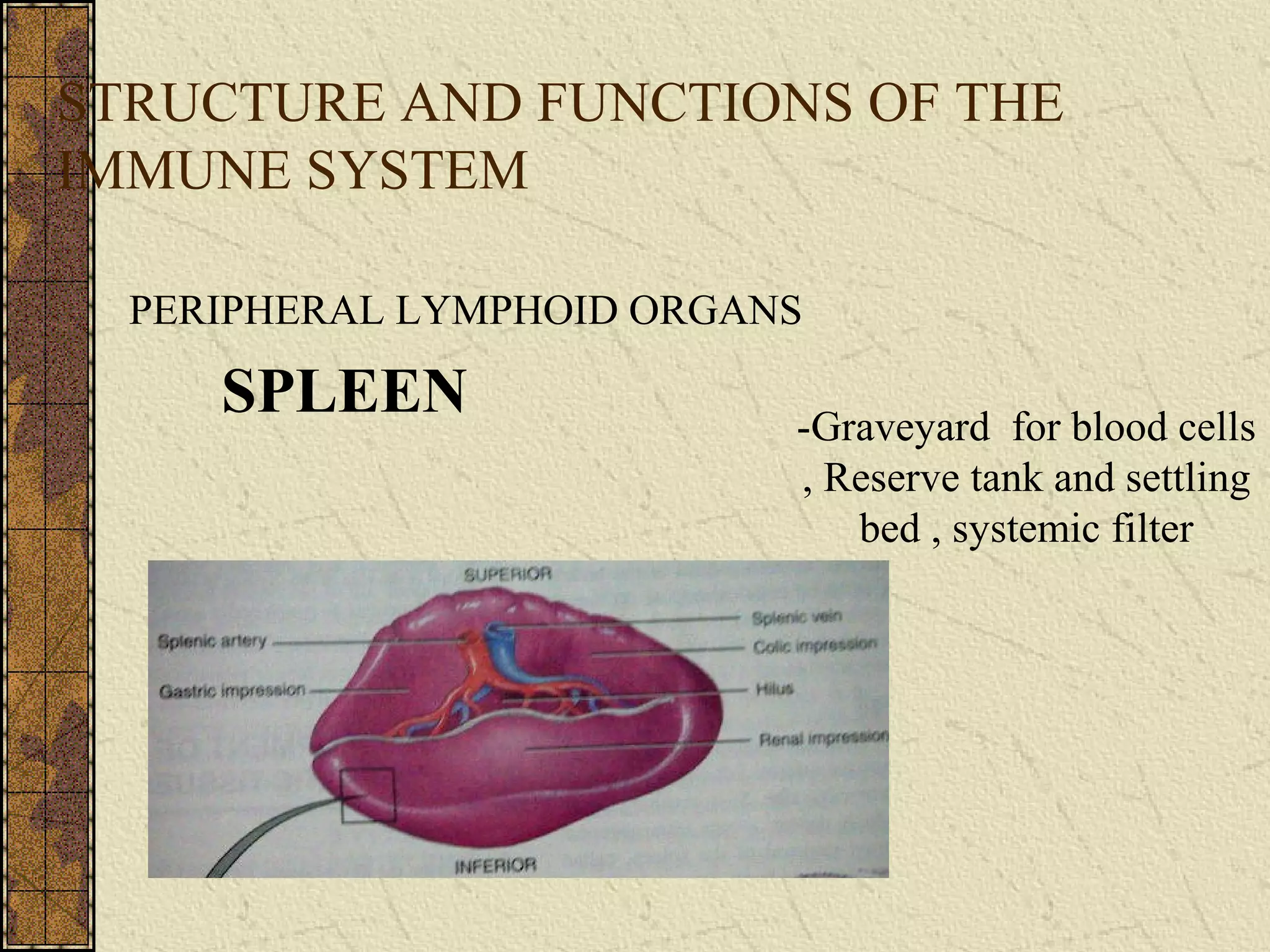 STRUCTURE AND FUNCTIONS OF THE
IMMUNE SYSTEM
PERIPHERAL LYMPHOID ORGANS
SPLEEN -Graveyard for blood cells
, Reserve tank and settling
bed , systemic filter
 