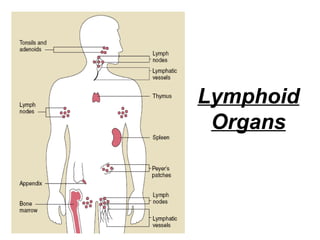 Lymphoid
Organs
 