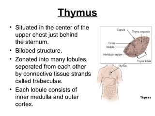 Thymus
• Situated in the center of the
upper chest just behind
the sternum.
• Bilobed structure.
• Zonated into many lobules,
seperated from each other
by connective tissue strands
called trabeculae.
• Each lobule consists of
inner medulla and outer
cortex.
 