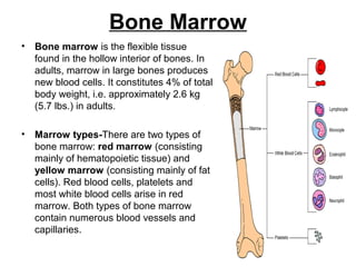 Bone Marrow
• Bone marrow is the flexible tissue
found in the hollow interior of bones. In
adults, marrow in large bones produces
new blood cells. It constitutes 4% of total
body weight, i.e. approximately 2.6 kg
(5.7 lbs.) in adults.
• Marrow types-There are two types of
bone marrow: red marrow (consisting
mainly of hematopoietic tissue) and
yellow marrow (consisting mainly of fat
cells). Red blood cells, platelets and
most white blood cells arise in red
marrow. Both types of bone marrow
contain numerous blood vessels and
capillaries.
 