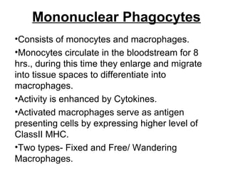 Mononuclear Phagocytes
•Consists of monocytes and macrophages.
•Monocytes circulate in the bloodstream for 8
hrs., during this time they enlarge and migrate
into tissue spaces to differentiate into
macrophages.
•Activity is enhanced by Cytokines.
•Activated macrophages serve as antigen
presenting cells by expressing higher level of
ClassII MHC.
•Two types- Fixed and Free/ Wandering
Macrophages.
 