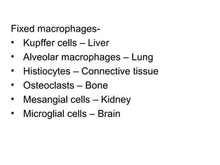 Fixed macrophages-
• Kupffer cells – Liver
• Alveolar macrophages – Lung
• Histiocytes – Connective tissue
• Osteoclasts – Bone
• Mesangial cells – Kidney
• Microglial cells – Brain
 