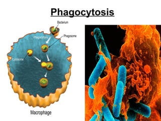 Phagocytosis
 
