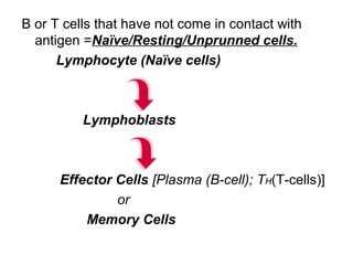 B or T cells that have not come in contact with
antigen =Naïve/Resting/Unprunned cells.
Lymphocyte (Naïve cells)
Lymphoblasts
Effector Cells [Plasma (B-cell); TH(T-cells)]
or
Memory Cells
 