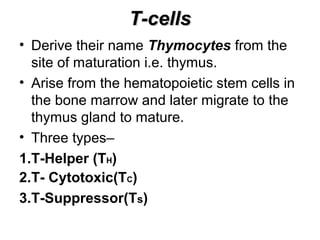 T-cellsT-cells
• Derive their name Thymocytes from the
site of maturation i.e. thymus.
• Arise from the hematopoietic stem cells in
the bone marrow and later migrate to the
thymus gland to mature.
• Three types–
1.T-Helper (TH)
2.T- Cytotoxic(TC)
3.T-Suppressor(Ts)
 
