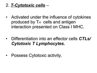 2. T-Cytotoxic cells –
• Activated under the influence of cytokines
produced by TH cells and antigen
interaction presented on Class I MHC.
• Differentiation into an effector cells CTLs/
Cytotoxic T Lymphocytes.
• Possess Cytotoxic activity.
 