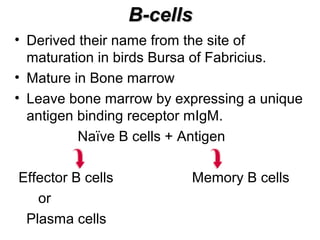 B-cellsB-cells
• Derived their name from the site of
maturation in birds Bursa of Fabricius.
• Mature in Bone marrow
• Leave bone marrow by expressing a unique
antigen binding receptor mIgM.
Naïve B cells + Antigen
Effector B cells Memory B cells
or
Plasma cells
 