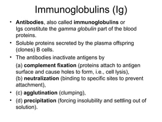 Immunoglobulins (Ig)
• Antibodies, also called immunoglobulins or
Igs constitute the gamma globulin part of the blood
proteins.
• Soluble proteins secreted by the plasma offspring
(clones) B cells.
• The antibodies inactivate antigens by
(a) complement fixation (proteins attach to antigen
surface and cause holes to form, i.e., cell lysis),
(b) neutralization (binding to specific sites to prevent
attachment),
• (c) agglutination (clumping),
• (d) precipitation (forcing insolubility and settling out of
solution).
 