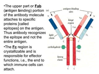 •The upper part or Fab
(antigen binding) portion
of the antibody molecule
attaches to specific
proteins [called
epitopes] on the antigen.
Thus antibody recognizes
the epitope and not the
entire antigen.
•The Fc region is
crystallizable and is
responsible for effector
functions, i.e., the end to
which immune cells can
attach.
 