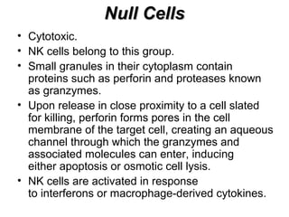 Null CellsNull Cells
• Cytotoxic.
• NK cells belong to this group.
• Small granules in their cytoplasm contain
proteins such as perforin and proteases known
as granzymes.
• Upon release in close proximity to a cell slated
for killing, perforin forms pores in the cell
membrane of the target cell, creating an aqueous
channel through which the granzymes and
associated molecules can enter, inducing
either apoptosis or osmotic cell lysis.
• NK cells are activated in response
to interferons or macrophage-derived cytokines.
 