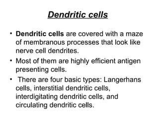 Dendritic cells
• Dendritic cells are covered with a maze
of membranous processes that look like
nerve cell dendrites.
• Most of them are highly efficient antigen
presenting cells.
• There are four basic types: Langerhans
cells, interstitial dendritic cells,
interdigitating dendritic cells, and
circulating dendritic cells.
 