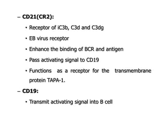 – CD21(CR2):
• Receptor of iC3b, C3d and C3dg
• EB virus receptor
• Enhance the binding of BCR and antigen
• Pass activating signal to CD19
• Functions as a receptor for the transmembrane
protein TAPA-1.
– CD19:
• Transmit activating signal into B cell
 