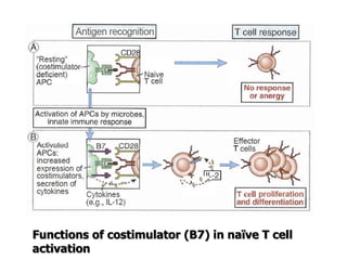 Functions of costimulator (B7) in naïve T cell
activation
 