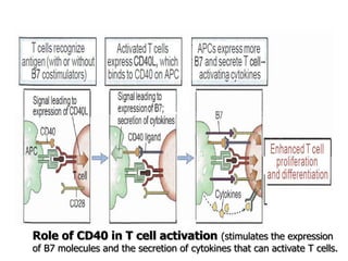 • stimulates the expression of 67 molecules and the
• secretion of cytokines that activate T cells.
Role of CD40 in T cell activation (stimulates the expression
of B7 molecules and the secretion of cytokines that can activate T cells.
 