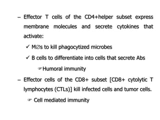 – Effector T cells of the CD4+helper subset express
membrane molecules and secrete cytokines that
activate:
 Ms to kill phagocytized microbes
 B cells to differentiate into cells that secrete Abs
Humoral immunity
– Effector cells of the CD8+ subset [CD8+ cytolytic T
lymphocytes (CTLs)] kill infected cells and tumor cells.
 Cell mediated immunity
 