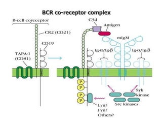BCR co-receptor complex
 