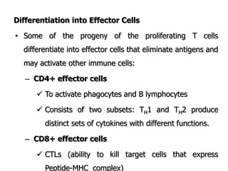 Differentiation into Effector Cells
• Some of the progeny of the proliferating T cells
differentiate into effector cells that eliminate antigens and
may activate other immune cells:
– CD4+ effector cells
 To activate phagocytes and B lymphocytes
 Consists of two subsets: TH1 and TH2 produce
distinct sets of cytokines with different functions.
– CD8+ effector cells
 CTLs (ability to kill target cells that express
Peptide-MHC complex)
 