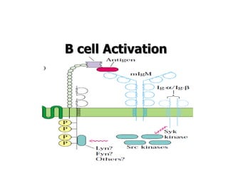 B cell Activation
 